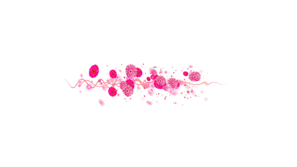 ピンクのガーベラ 文字用-白い背景