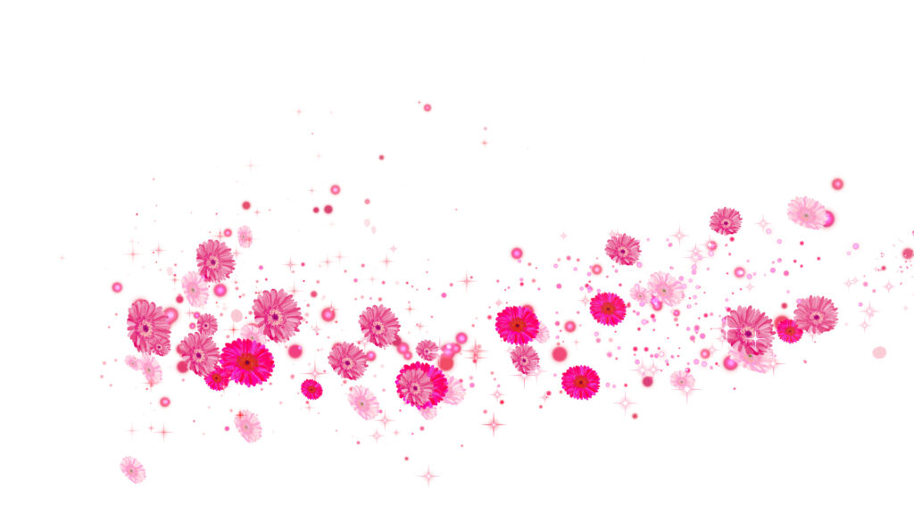 ピンクのガーベラ 回転 - 合成用-白い背景
