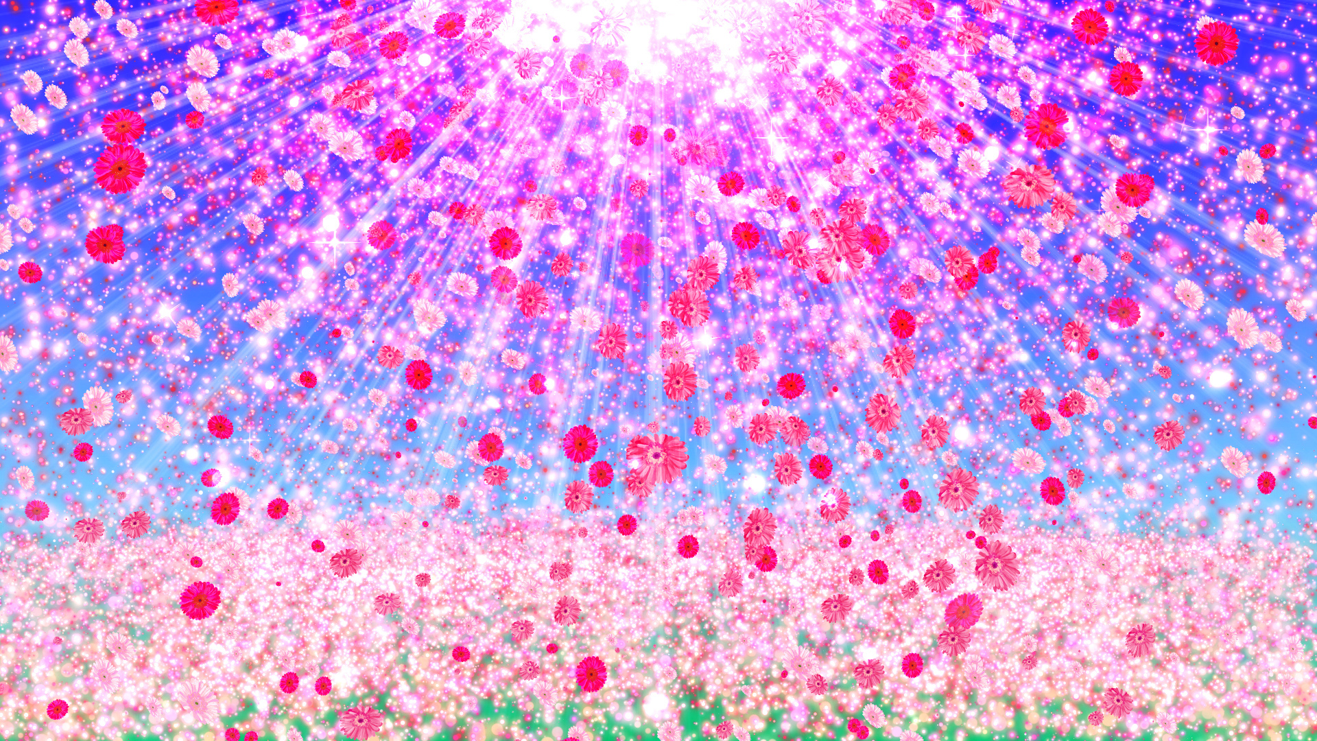 ピンクのガーベラと空の光 - 背景用