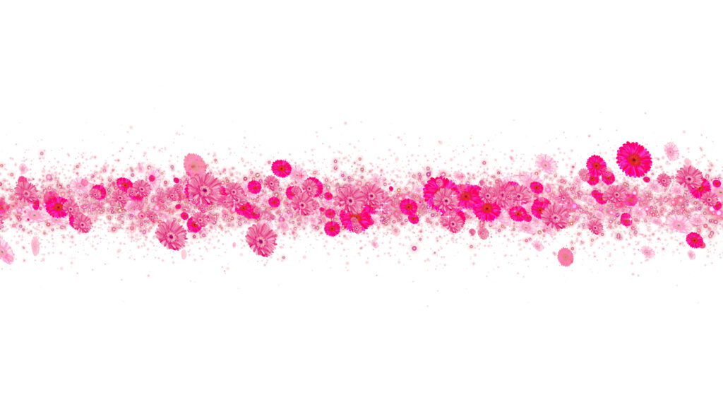 ピンクのガーベラ タイトル - 合成用-白い背景