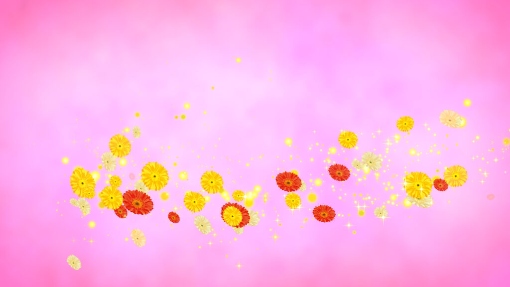 黄色いガーベラ 回転 - 合成用-ピンクの背景